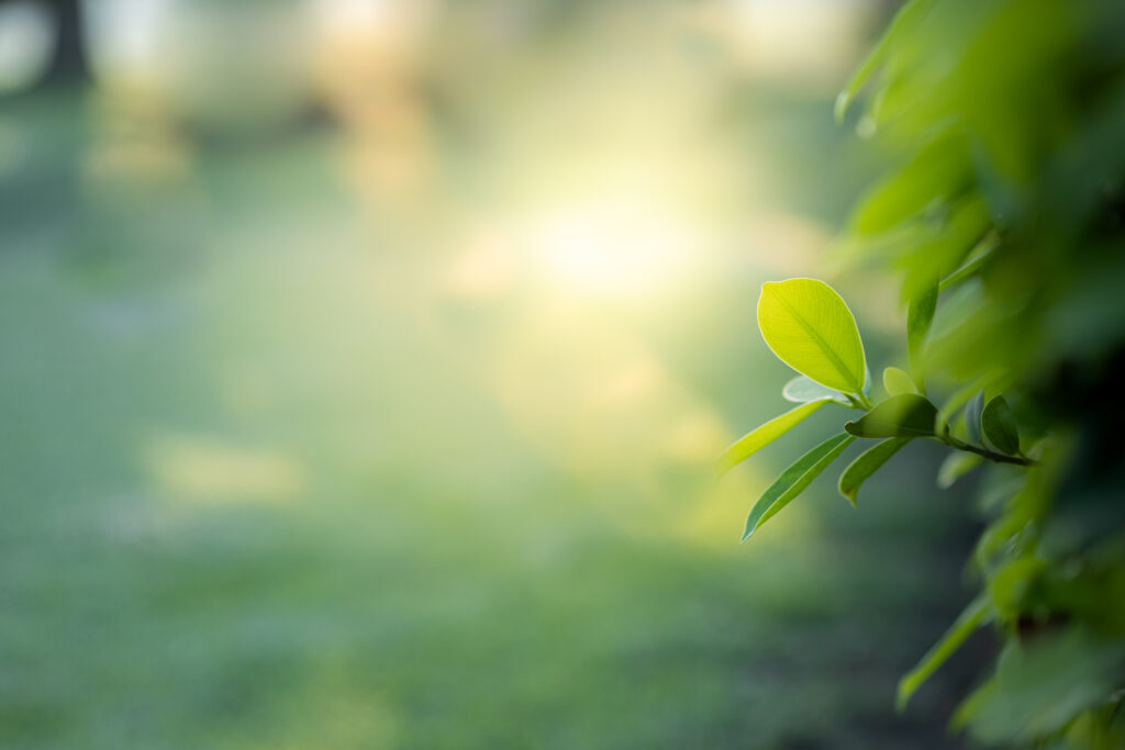 Closeup beautiful view of nature green leaves on blurred greener