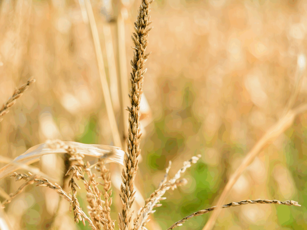 cornfield-already-harvested-with-spikes-in-the-sun-2024-10-22-06-56-29-utc2